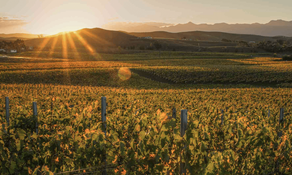 A sunrise over a vineyard in new Zealand
